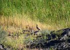 Aziatische steenpatrijs (Chukar) (Alectoris chukar) - Ongiin Khiid 18-08-2016 (1)